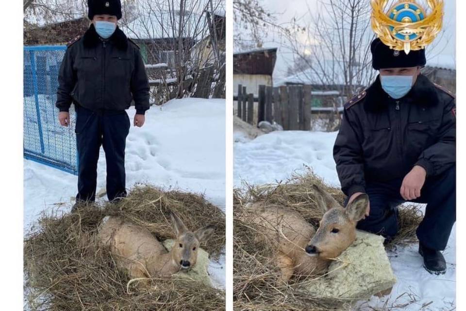 Новости Казахстана / В ВКО детеныш косули пришел к людям Новости Казахстана / В ВКО детеныш косули пришел к людям